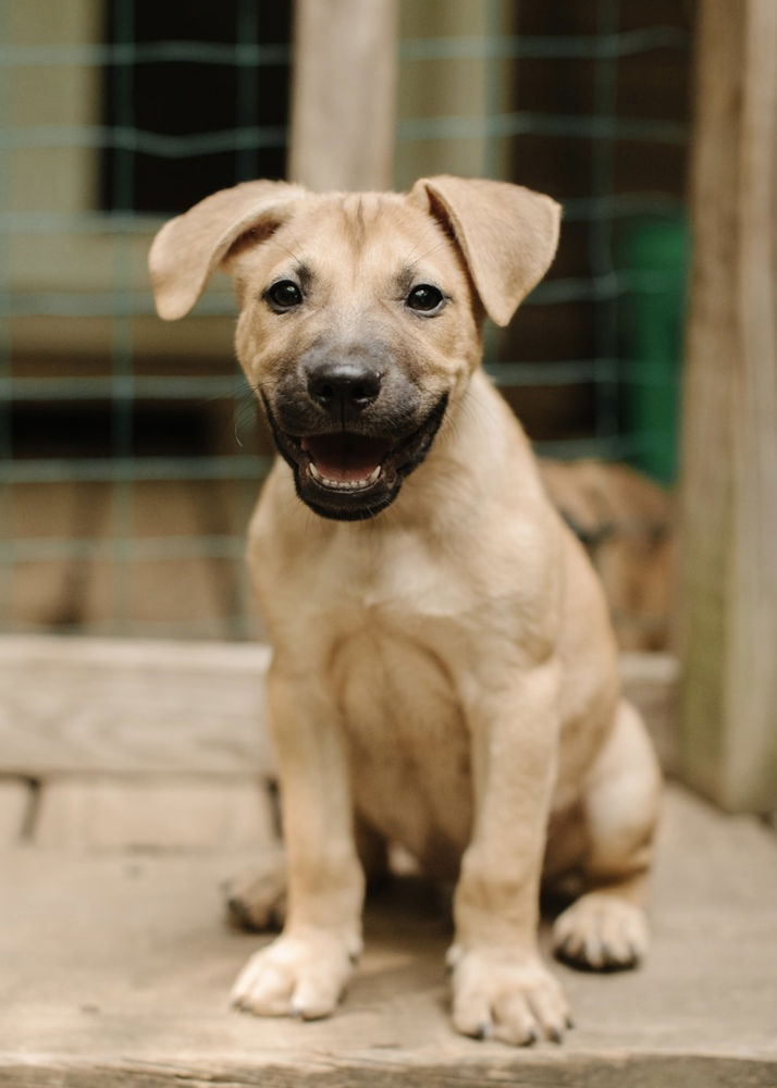 adoptable Dog in Brewster, NY named Bodell (Memorie's Pups)