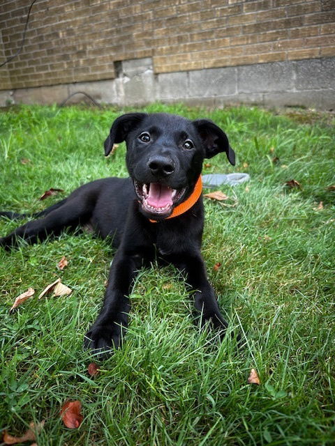 adoptable Dog in Brewster, NY named Mighty (Memorie's Pups)