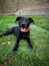 adoptable Dog in  named Mighty (Memorie
