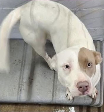 adoptable Dog in Brewster, NY named Lex