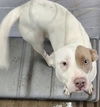 adoptable Dog in brewster, NY named Lex