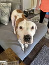 adoptable Dog in brewster, NY named Nala (momma)