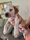 adoptable Dog in  named Cooper (Nala