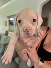 adoptable Dog in  named Cleo (Nala
