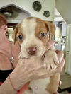 adoptable Dog in  named Toby (Nala