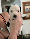 adoptable Dog in  named Milo (Nala