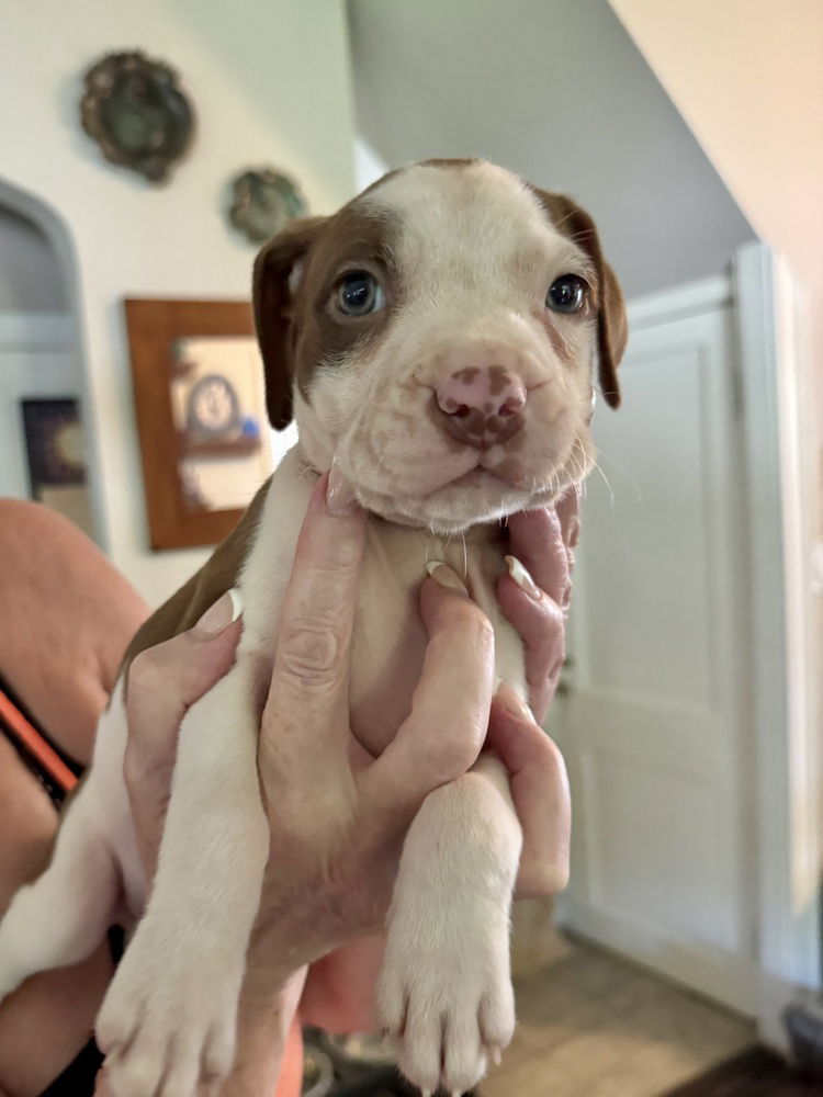 adoptable Dog in Brewster, NY named Zoe (Nala's Litter)