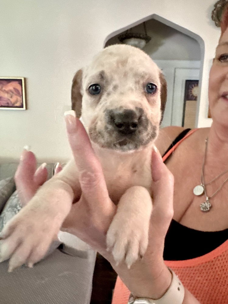 adoptable Dog in Brewster, NY named Oliver (Nala's Litter)