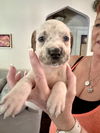 adoptable Dog in  named Oliver (Nala