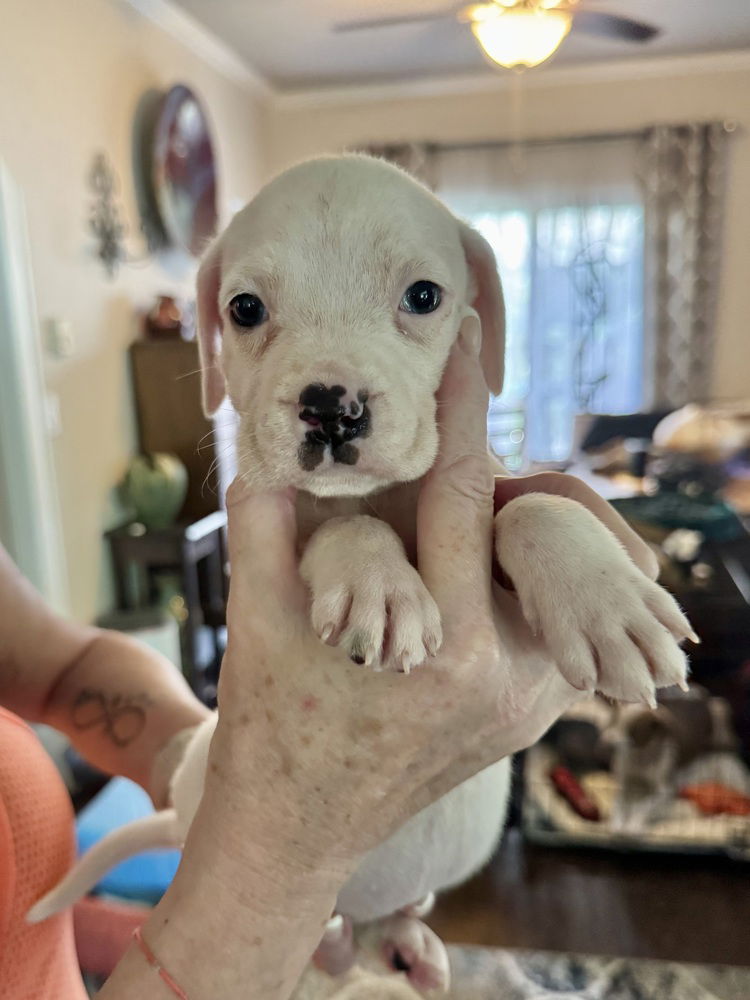adoptable Dog in Brewster, NY named Luna (Nala's Litter)