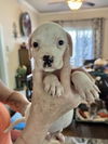 adoptable Dog in brewster, NY named Luna (Nala