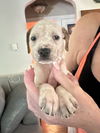 adoptable Dog in  named Bailey (Nala