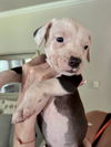 adoptable Dog in  named Petey (Nala