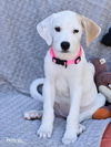 adoptable Dog in , NY named Butters