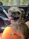 adoptable Dog in  named Dandelion (Spider Woman)