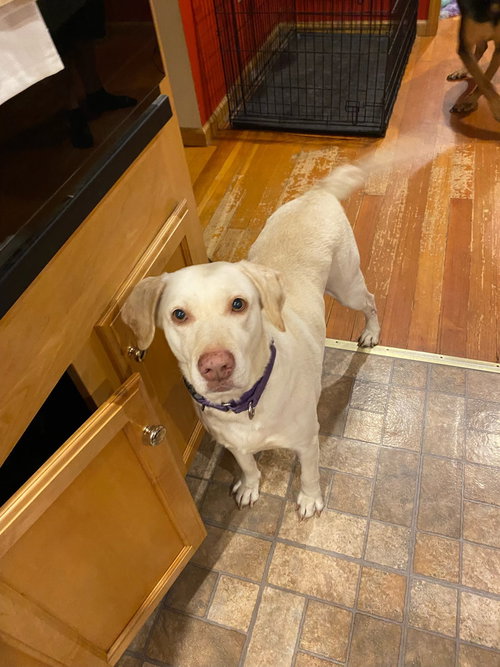 LUCKY 1 AKA ÂLUCKY DUCKÂ - Labrador Retriever available for adoption