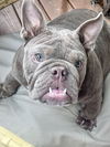 adoptable Dog in  named Apollo