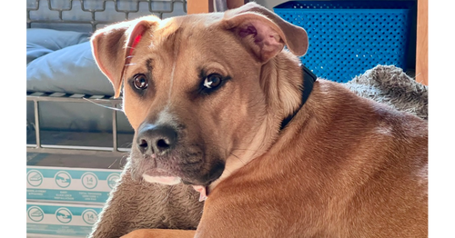 CHANCE FKA YOYO (CHERRY LITTER) - American Staffordshire Terrier / Labrador Retriever available for adoption