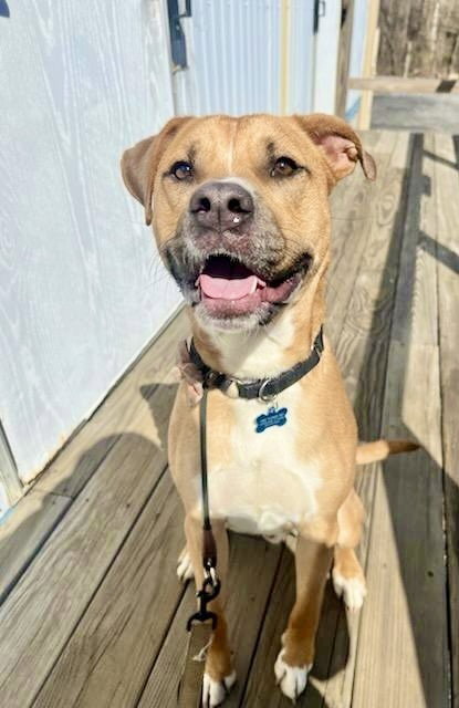 CHANCE (CHERRY LITTER) - American Staffordshire Terrier / Labrador Retriever available for adoption