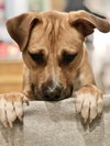 Chance (Cherry Litter) - Photo 3
