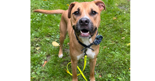 Chance (Cherry Litter), a dog for adoption from SNARR Northeast Animal Rescue