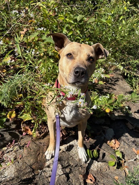 AC - MAGGIE MOO - American Staffordshire Terrier available for adoption