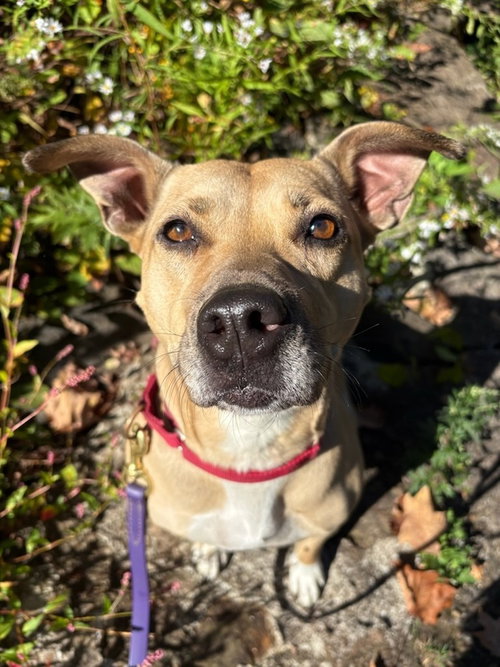 AC - MAGGIE MOO - American Staffordshire Terrier available for adoption