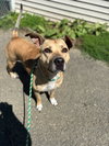 AC - Maggie Moo - Photo 4