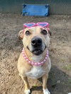 AC - Maggie Moo - Photo 2