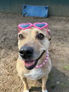 AC - Maggie Moo - Photo 4
