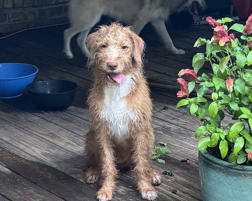 picture of the dog needing adoption