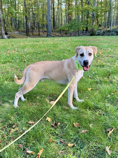 picture of the dog needing adoption