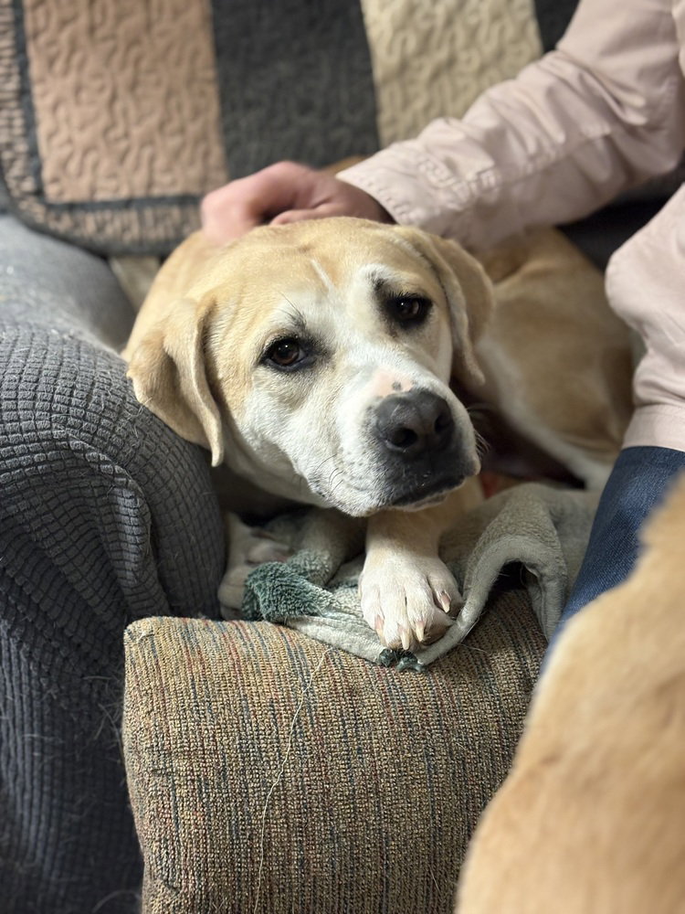 Banjo the Beautiful Image