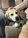 Banjo the Beautiful - Photo 1