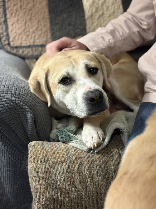 BANJO THE BEAUTIFUL - Labrador Retriever available for adoption