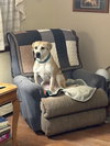 Banjo the Beautiful - Photo 2