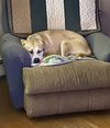 Banjo the Beautiful - Photo 4