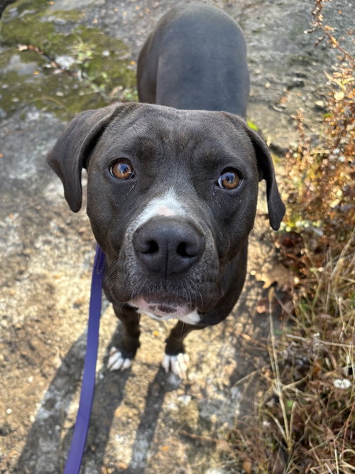 AC - Kai, an adoptable American Pit Bull Terrier in Brewster, NY