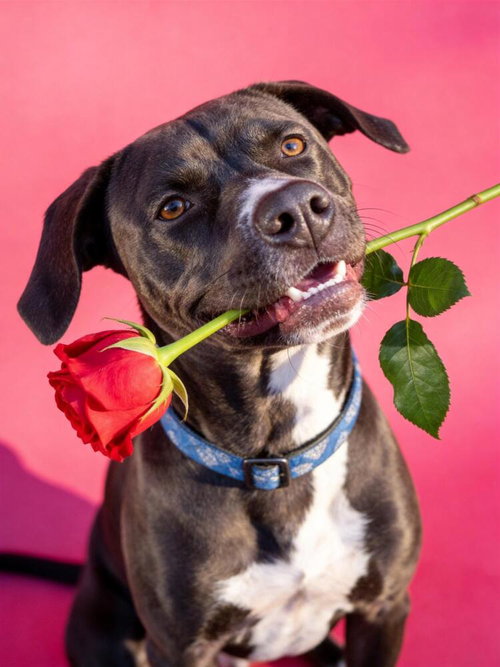 AC - KAI - American Pit Bull Terrier / American Staffordshire Terrier available for adoption
