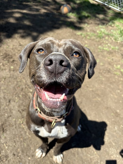 AC - Kai, an adoptable American Pit Bull Terrier in Brewster, NY