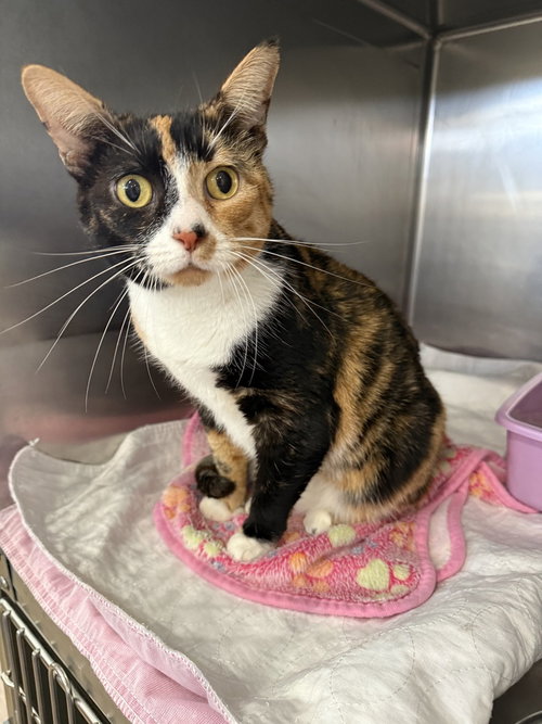 picture of the cat needing adoption