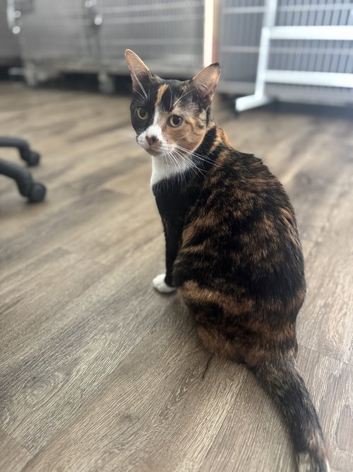 SPICE - Domestic Short Hair available for adoption