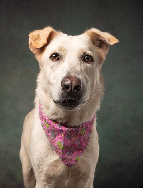 picture of the dog needing adoption