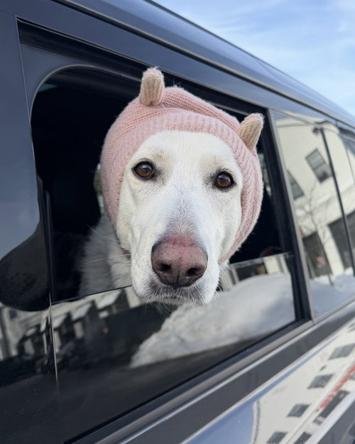 AC - CANTALOUPE - Labrador Retriever available for adoption