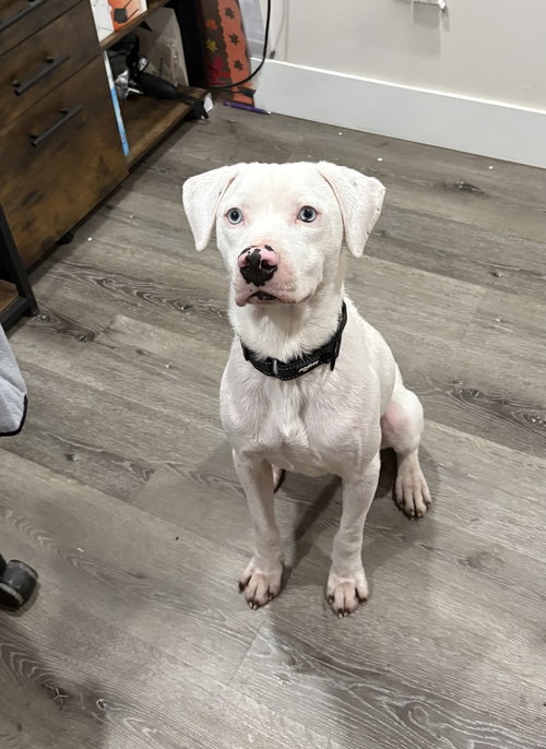 WYATT THE WHITE KNIGHT - American Pit Bull Terrier / Hound available for adoption
