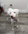 Wyatt the White Knight - Photo 3