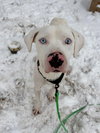 Wyatt the White Knight - Photo 4