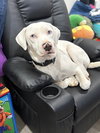 Wyatt the White Knight - Photo 1