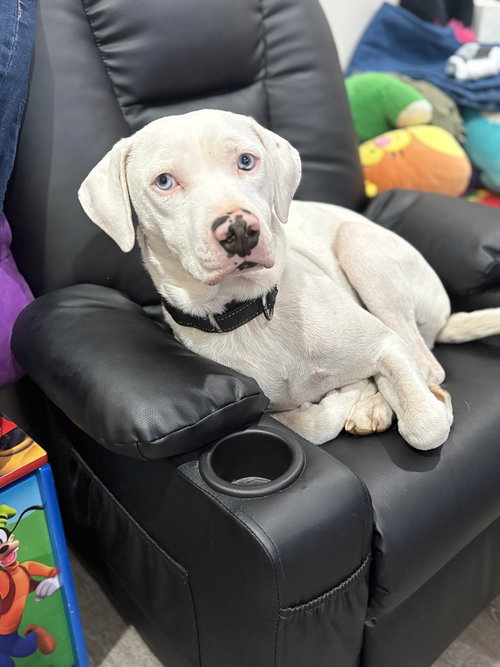 WYATT THE WHITE KNIGHT - Labrador Retriever / Pit Bull Terrier available for adoption