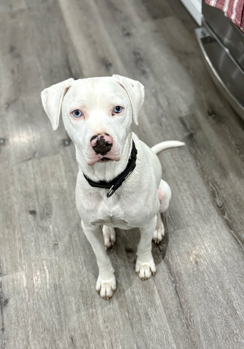 WYATT THE WHITE KNIGHT - Labrador Retriever / Pit Bull Terrier available for adoption
